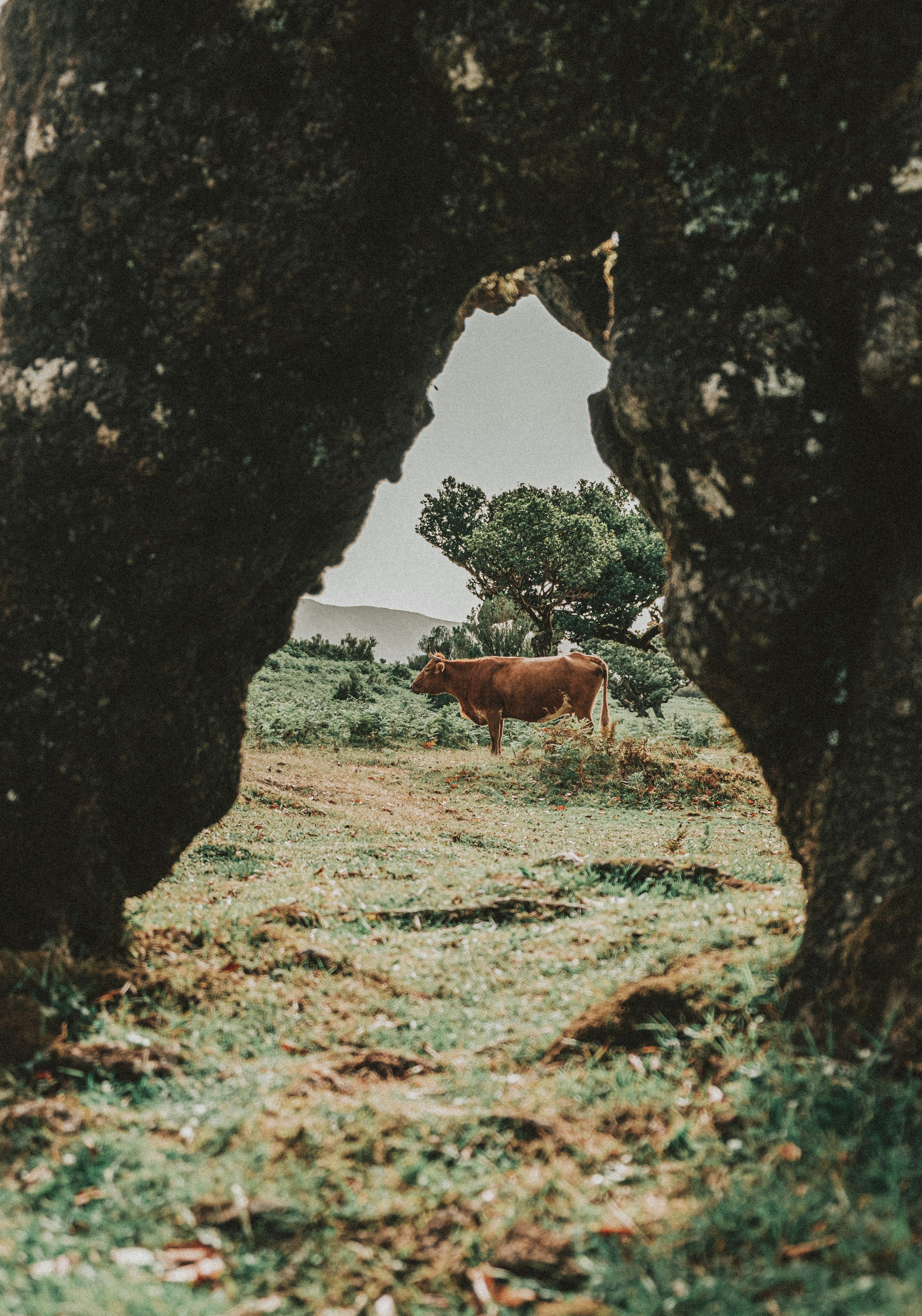 brown cow on green grass field during daytime